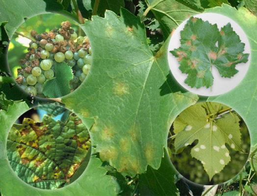 Болезни винограда на листьях фото с описанием и лечение